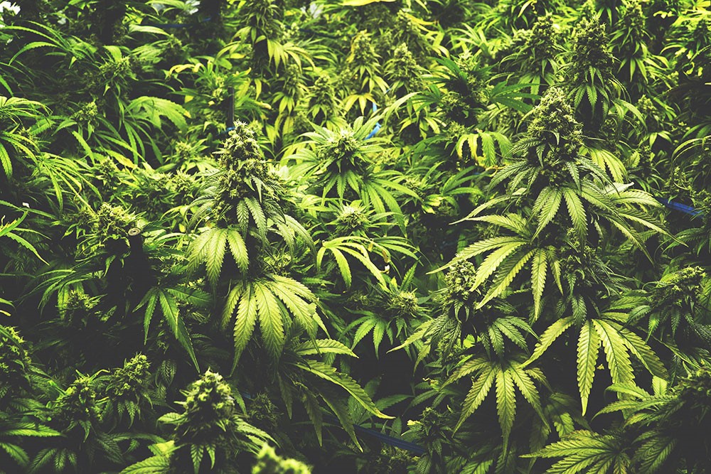 CBD Oil Joint Pain Relief Macon 
      GA 31209